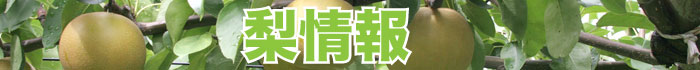 梨情報